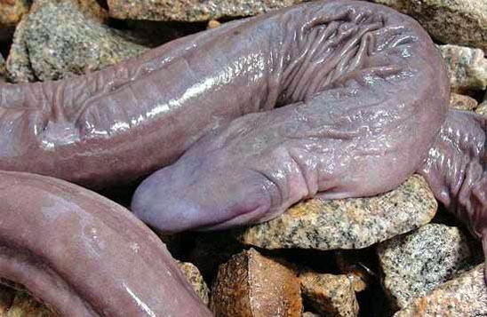 Atretochoana eiselti, also known as the “penis snake” rests on a pile of rocks. Photo by Matt Roper.