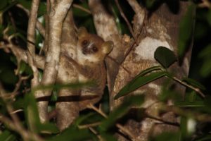 Gray mouse lemur in a tree
