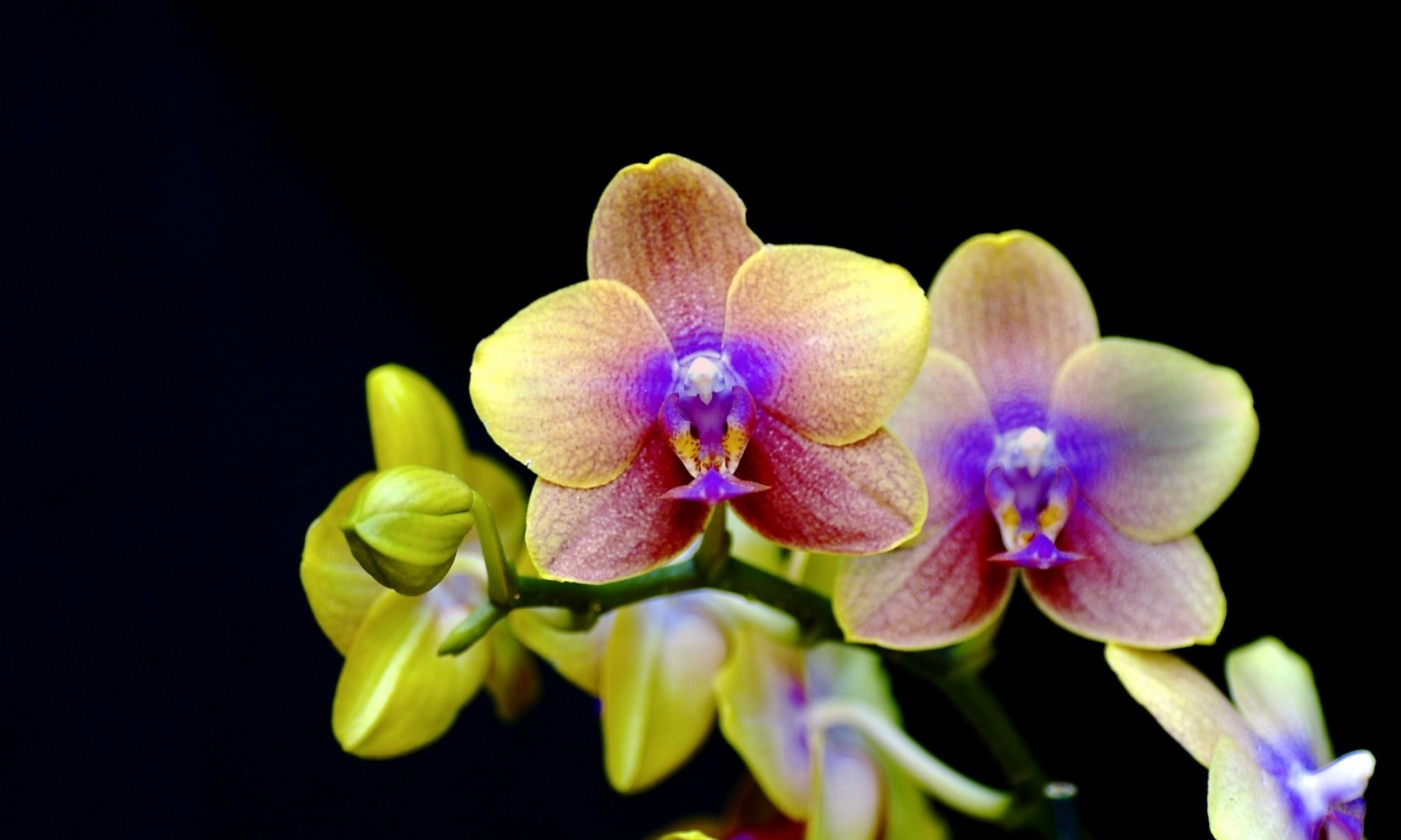 A pink and white orchid sits in front of a black background