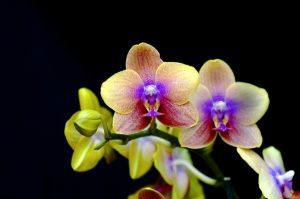 A yellow and purple orchid flower sits against a black background.