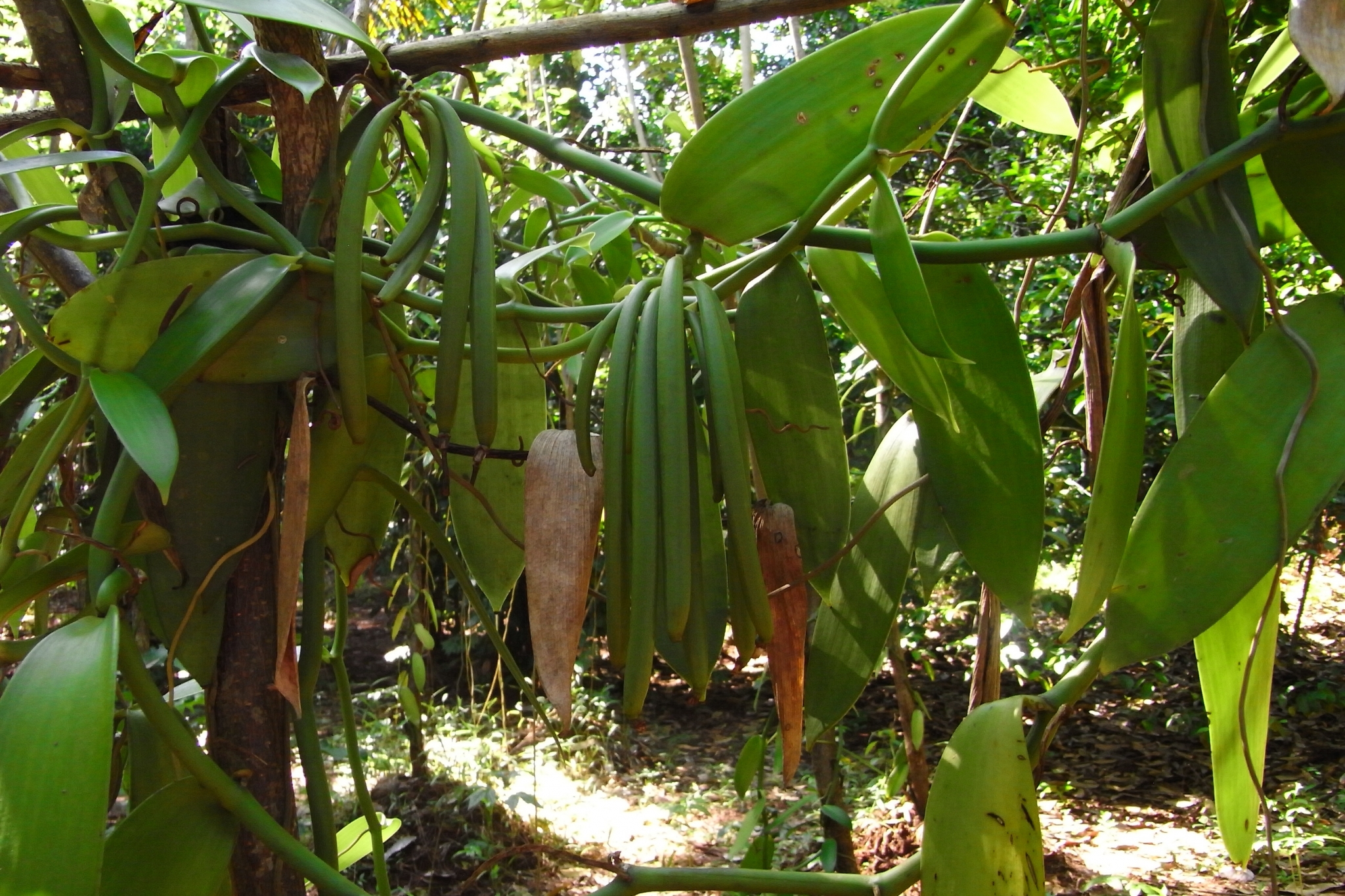 Fresh vanilla, long thin green pods, hang from a vine.