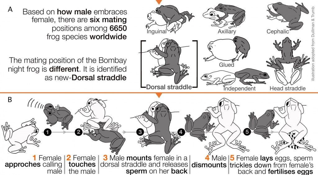 A diagram of the mating positions of the bombay night frog