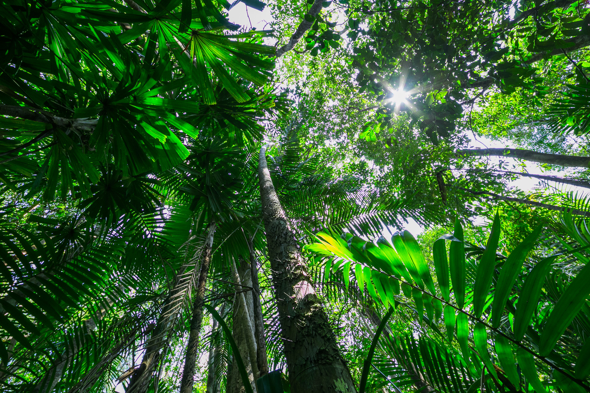 Looking up from the forest floor to a dense green canopy as the sun peeks through