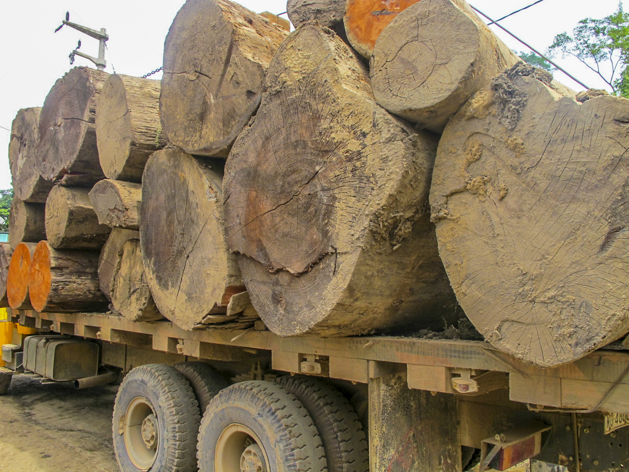 A truck loaded with felled logs. 