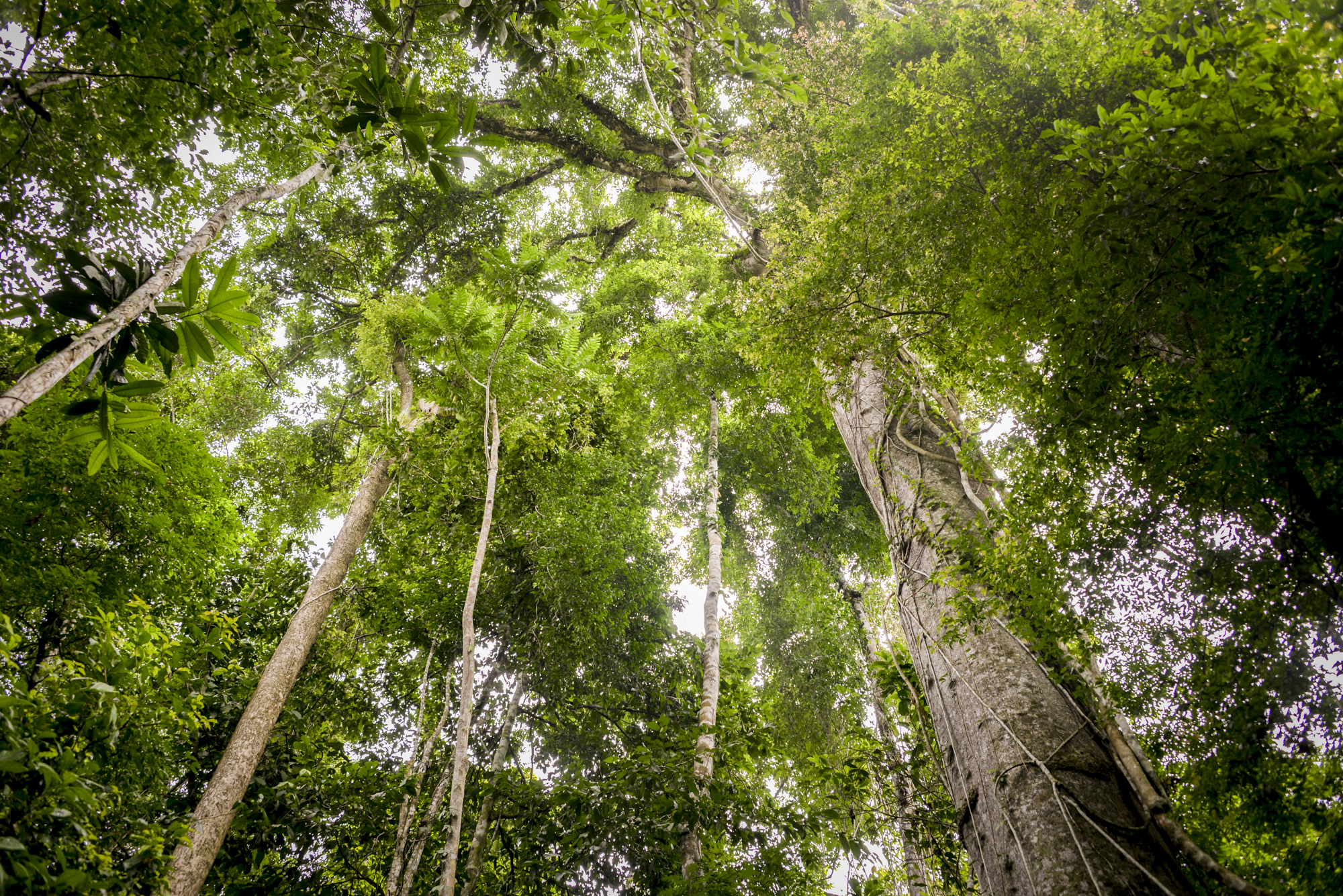 Image of rainforest trees taken at the angel of looking into the trees from the forest floor. Bright green leaves can fill the canopy and are supported by many tall tree trunks, some slim and others thick. 