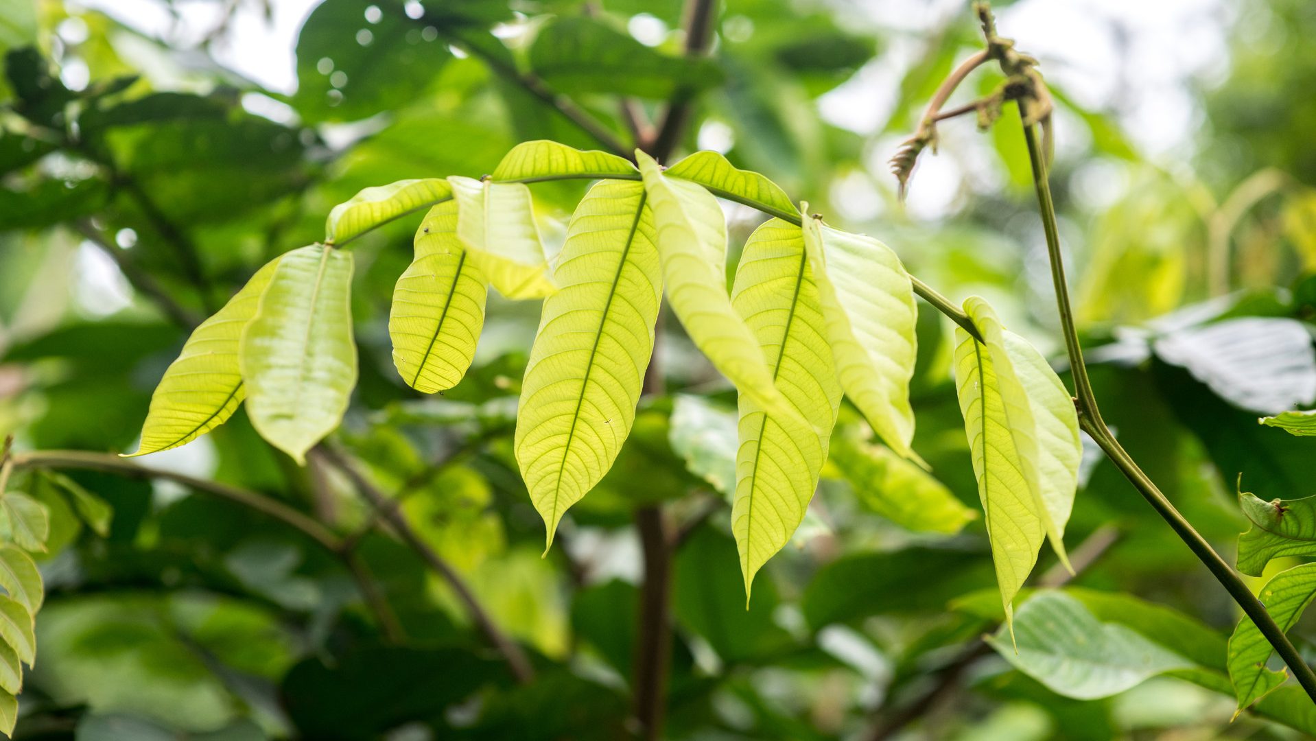 A close up of a tree branch with light hitting the leaves.