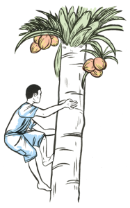 Man climbing a coconut tree