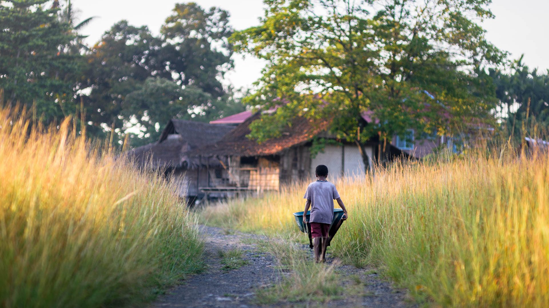 A boy pushes a wheelbarrow away from the camera towards some houses in warm light. The path is edged by long grasses.