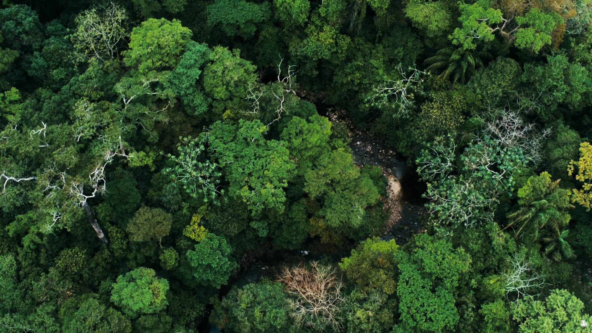 Aerial drone image of the rainforest and a small river at Amboro National Park, Bolivia