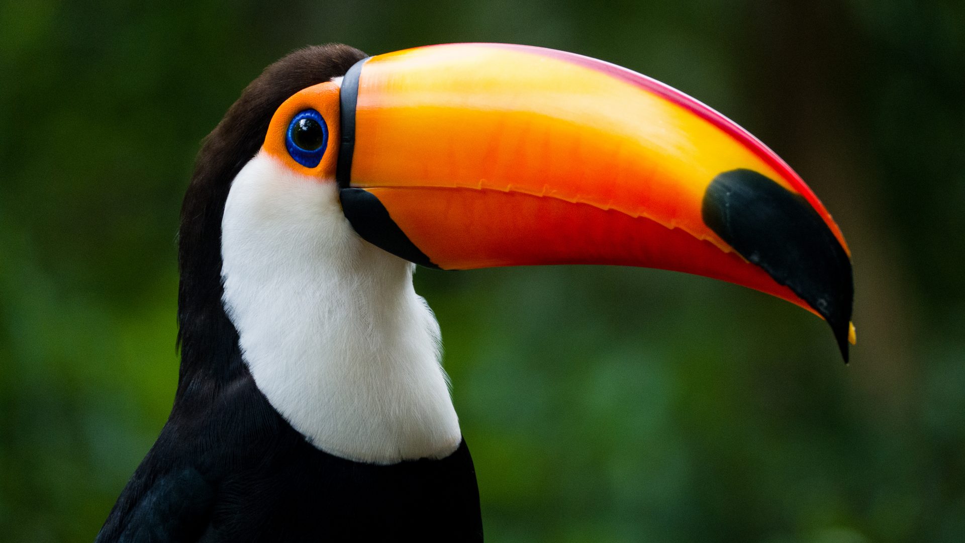 Toucan with a big orange beak