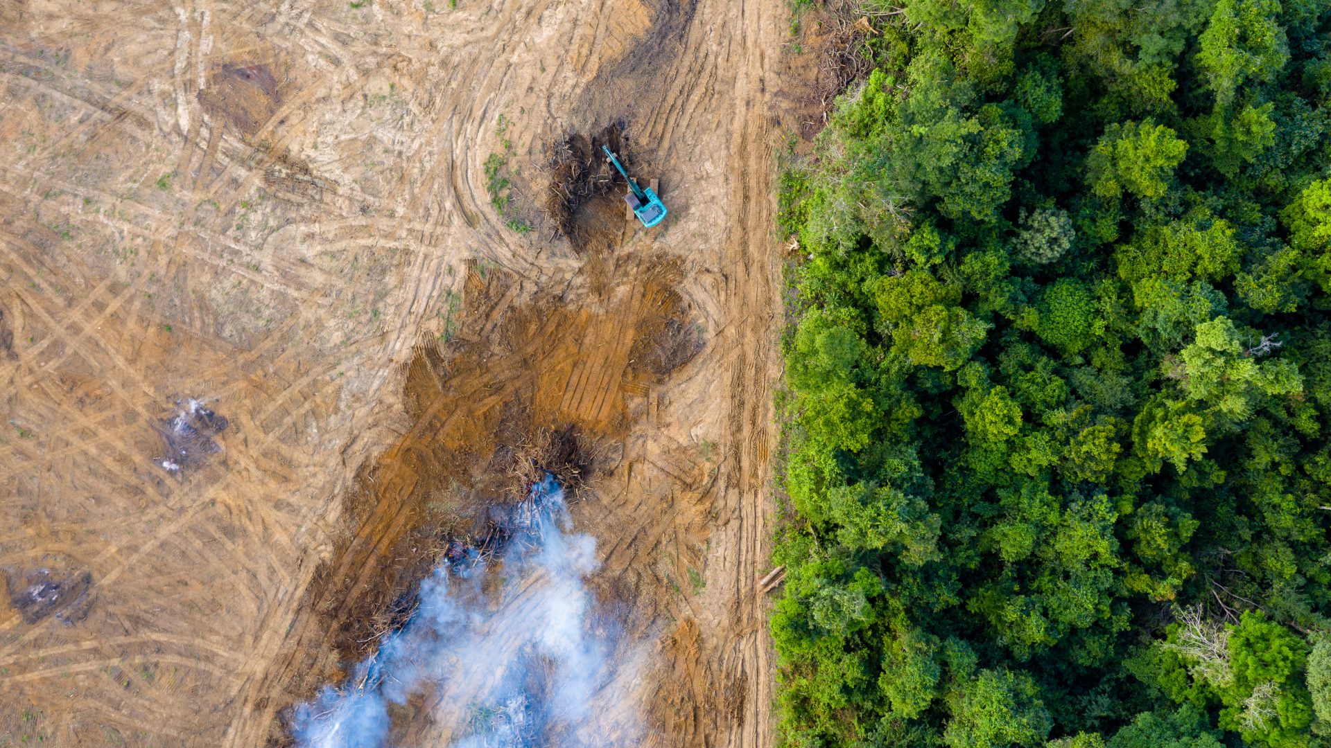 A bird's eye view of the edge of the forest where trees meet bulldozers.