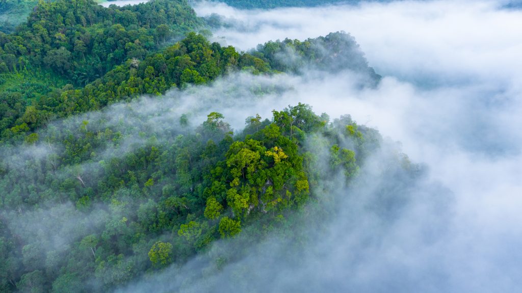 Forêt tropicale : les faits et les chiffres