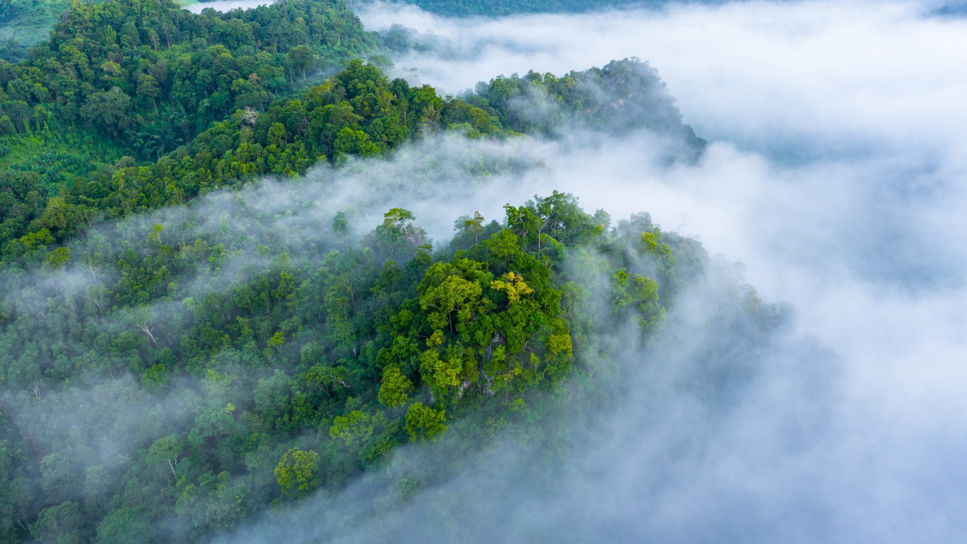 Aerial view of morning mist over tropical rainforest.