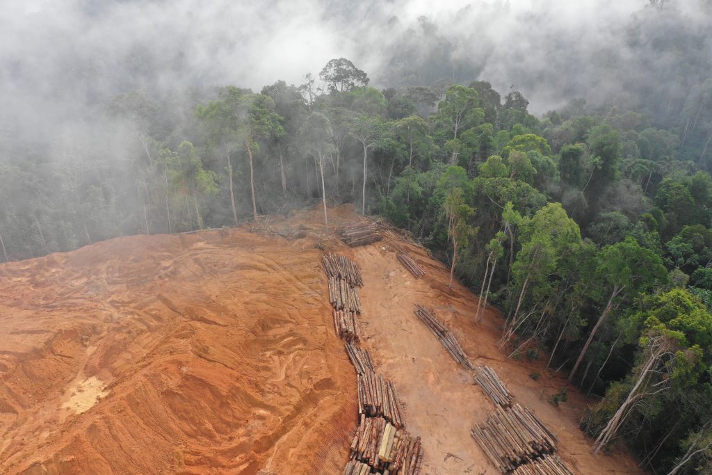 An image of dense tropical forest next to an area of clear cut land with newly cut logs. 