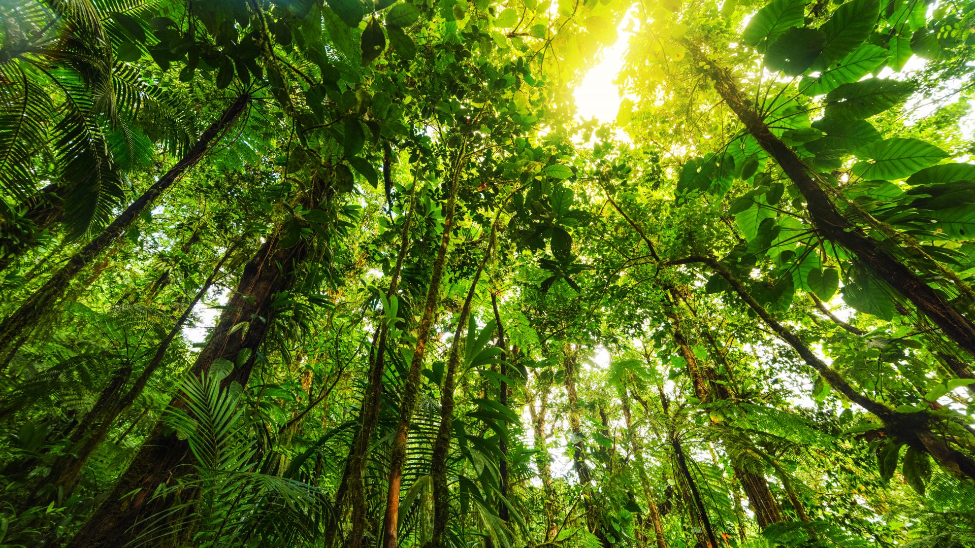 A low angle of rainforest trees with sun bursting through the canopy.