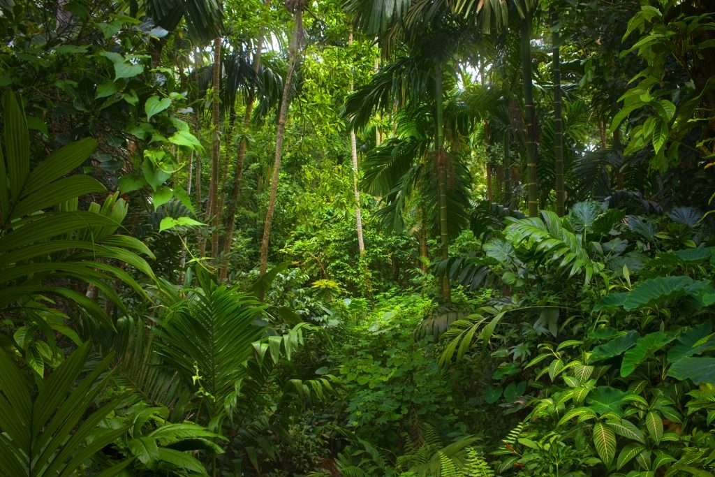 Qué es el carbón vegetal? - Selvas y Solares