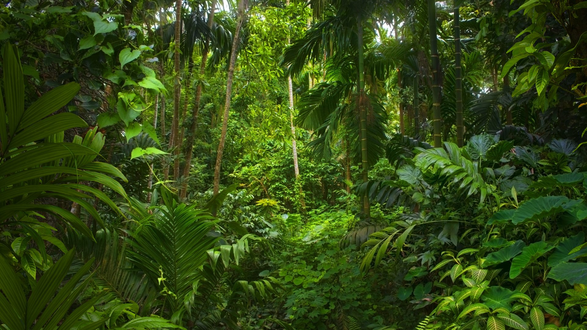 Dense tropical rainforest undergrowth.