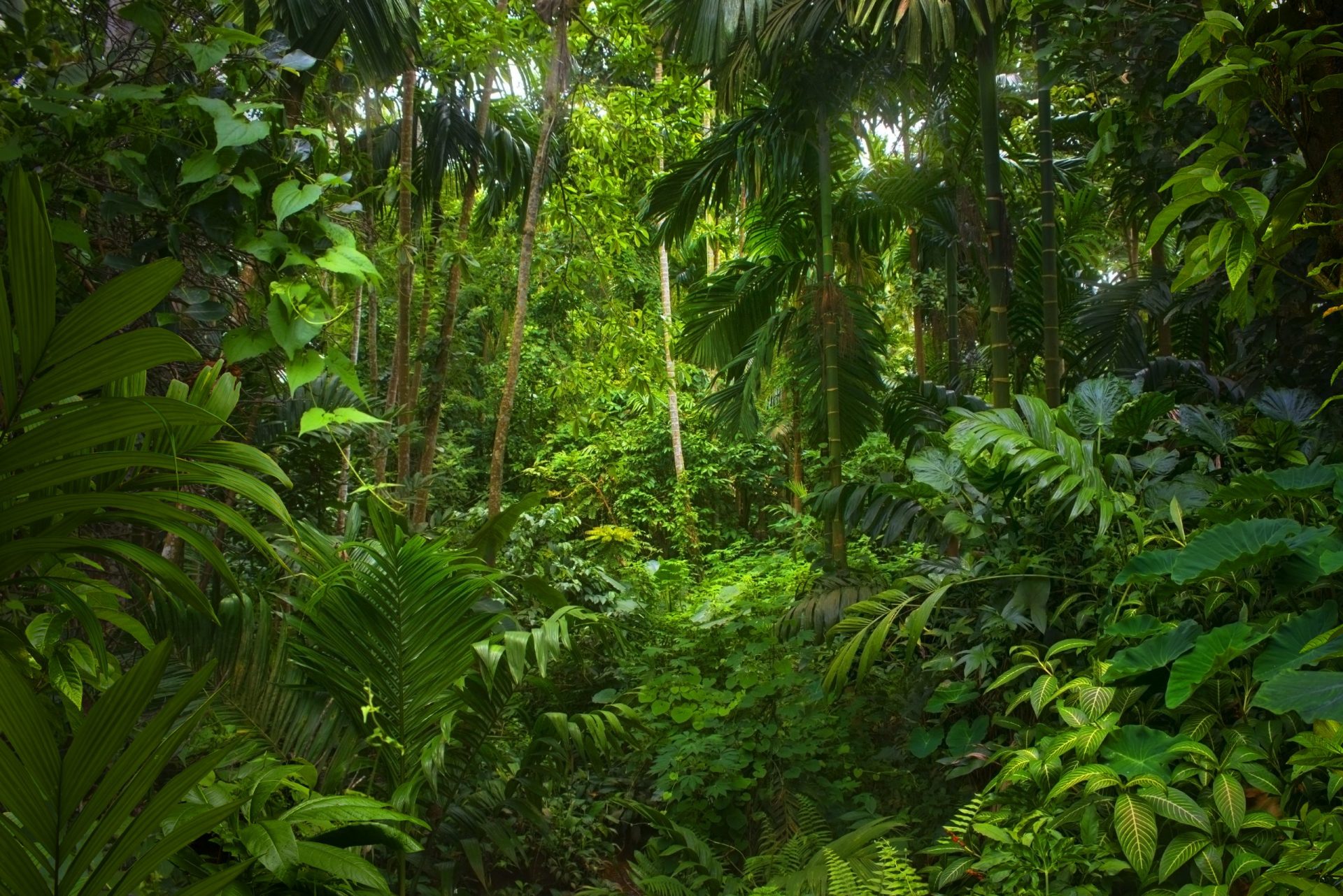 Rainforest stores carbon, regulates the water cycle and protects over 50% of earth's biodiversity.