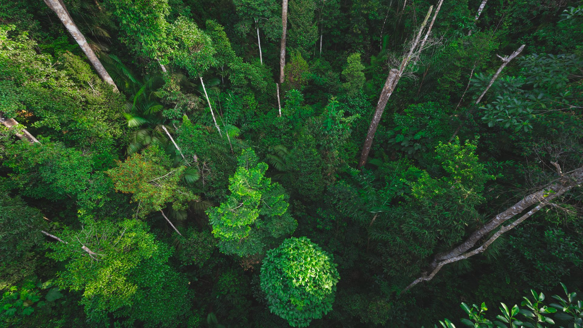 A view down to the forest floor from within the rainforest canopy.