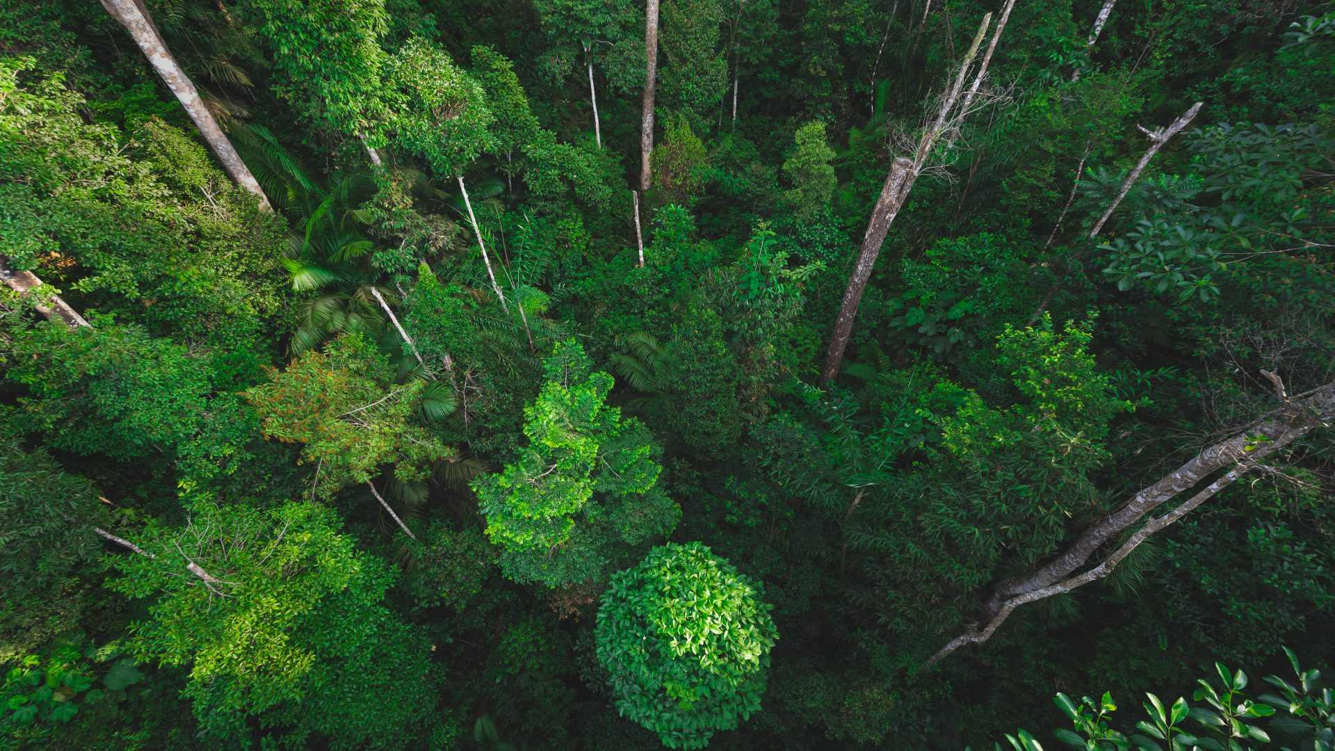 Future threats to the  rainforest