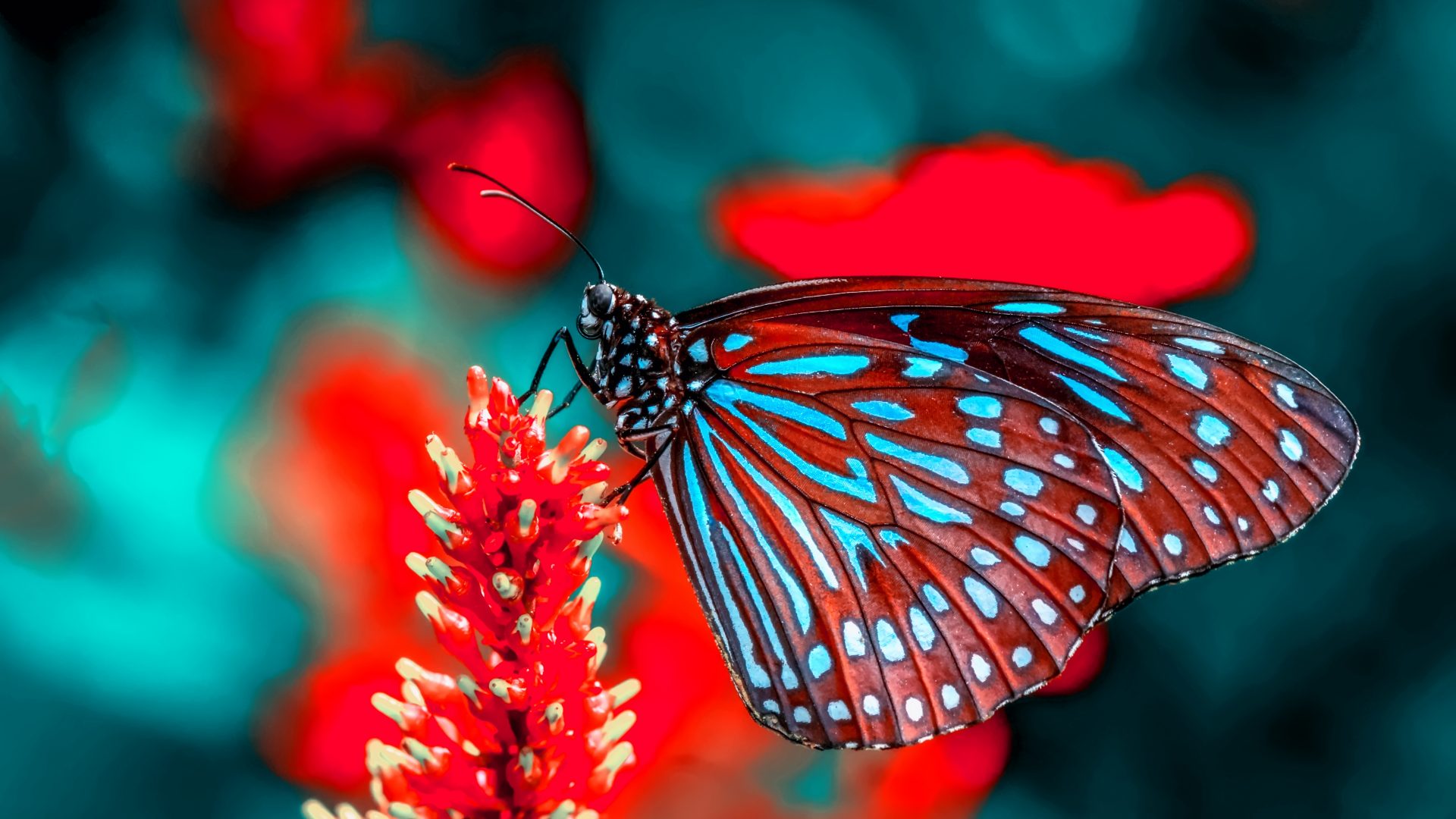A red and blue butterfly perches on a tropical flower