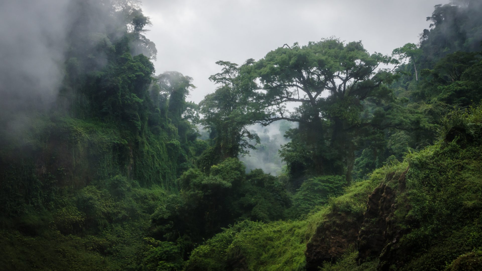 Foggy overgrown hills in rainforest of Cameroon, Africa.