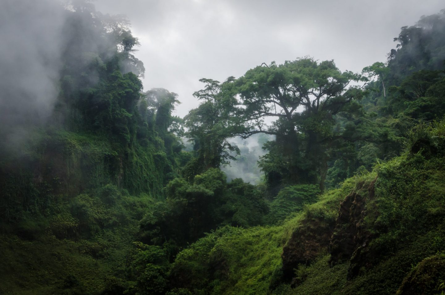 Forêt tropicale du Congo