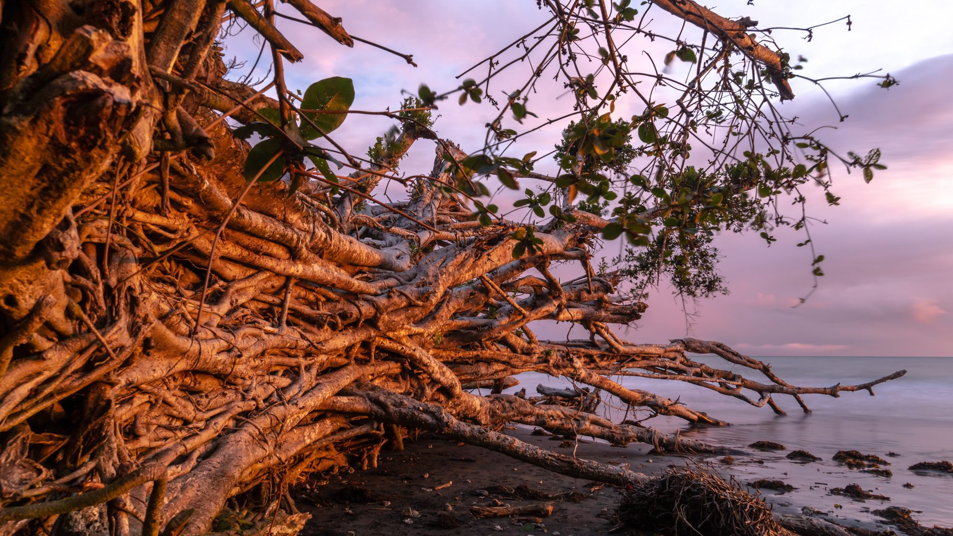 A large tree lies fallen on a beach at sunset.
