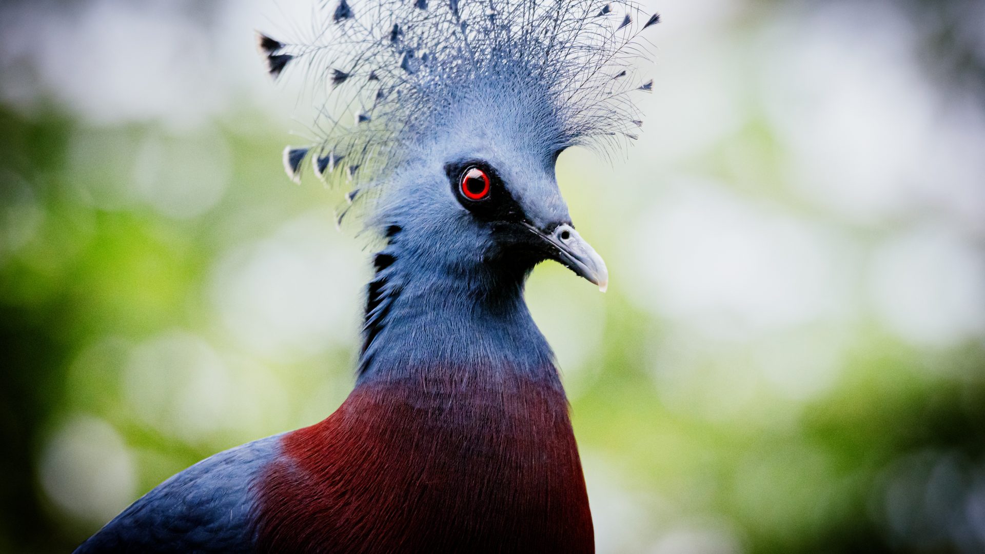 The crowned pigeon, a large pigeon-like bird with a bright blue crest.