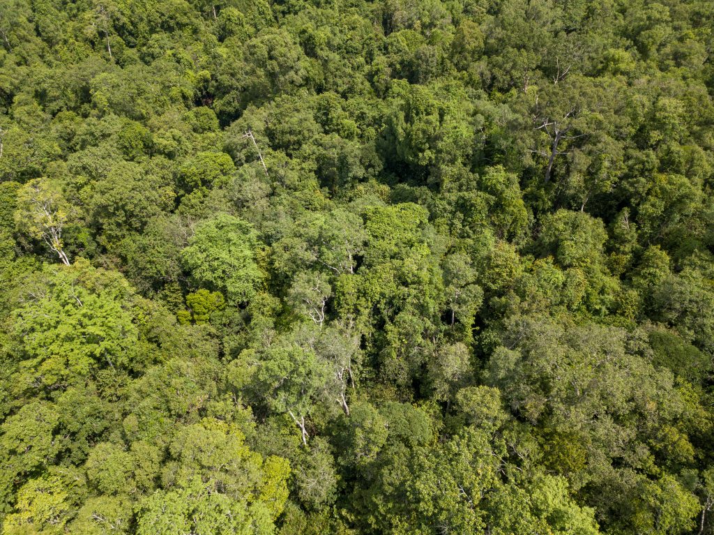 Aerial view of a dense rainforest canopy in Cambodia.