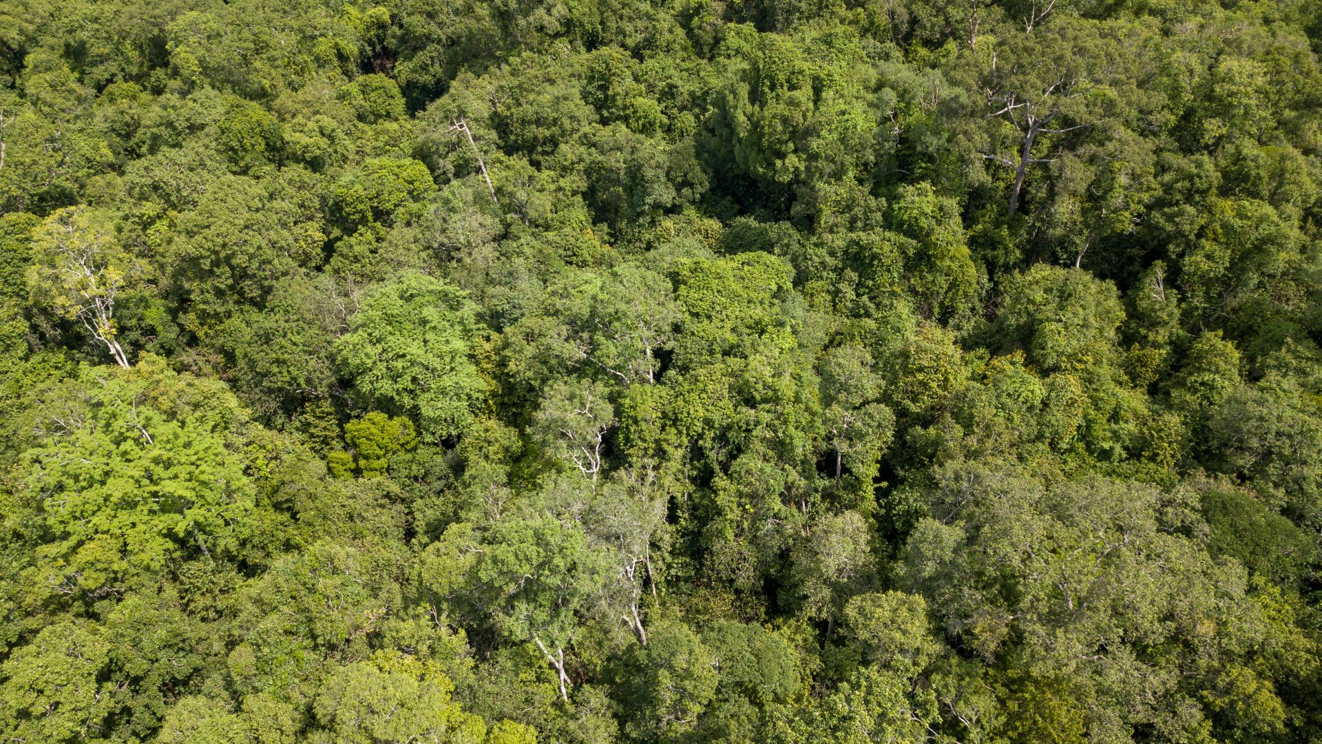 Vue aérienne d'un couvert forestier dense au Cambodge.