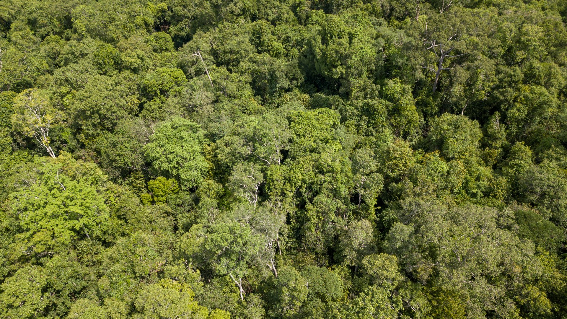 Aerial view of a dense rainforest canopy in Cambodia.