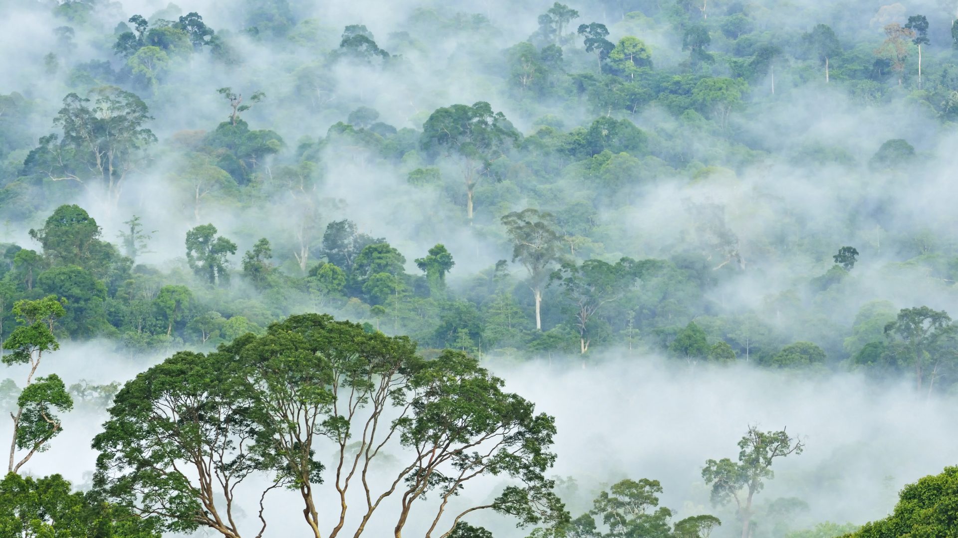 Les cimes des arbres traversent la brume et remplissent le cadre
