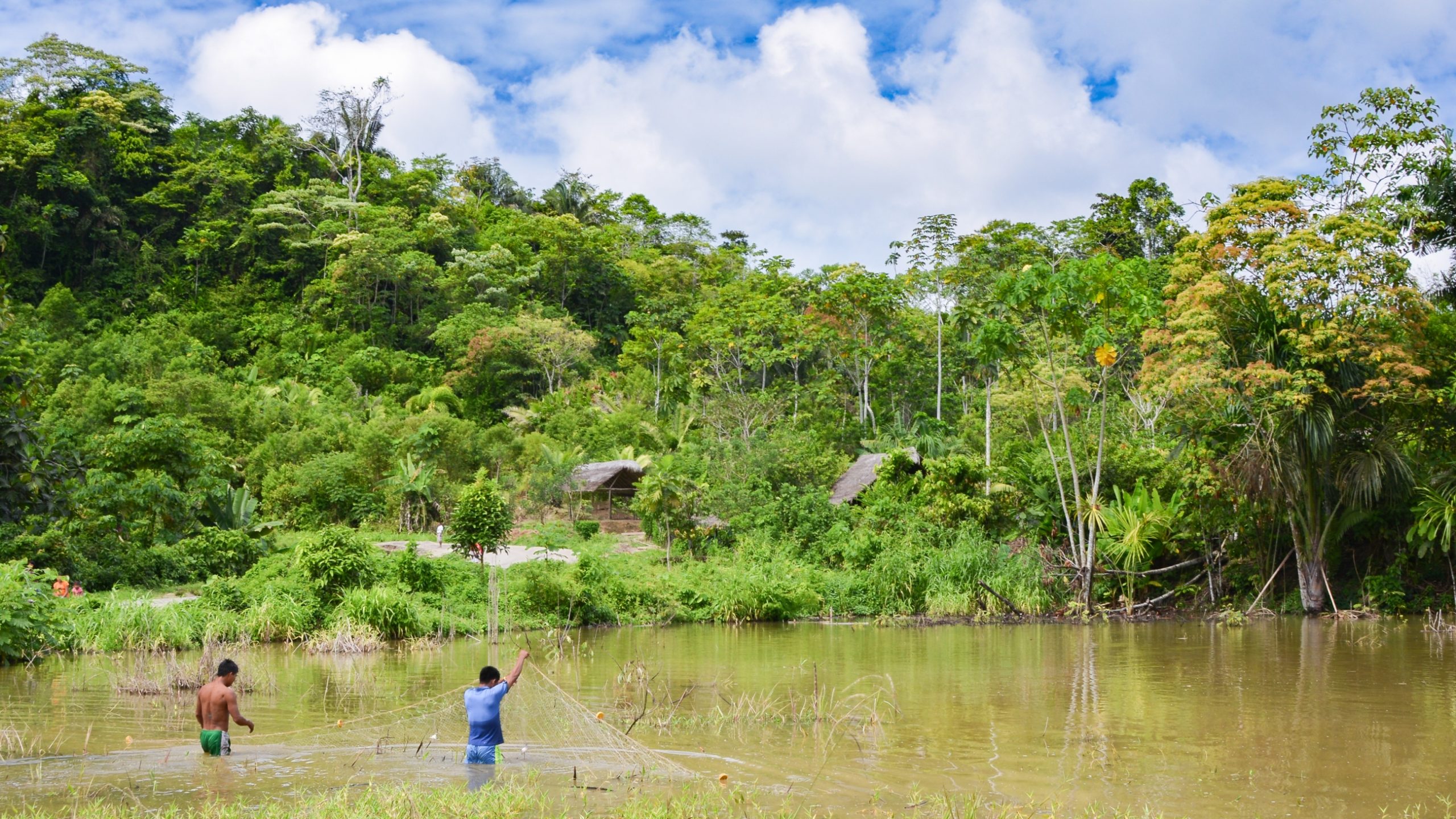 Two people practice the sustainable income method of fish farming, they check a fishing net for catch in a large pond surrounded by vibrant tropical rainforest. 