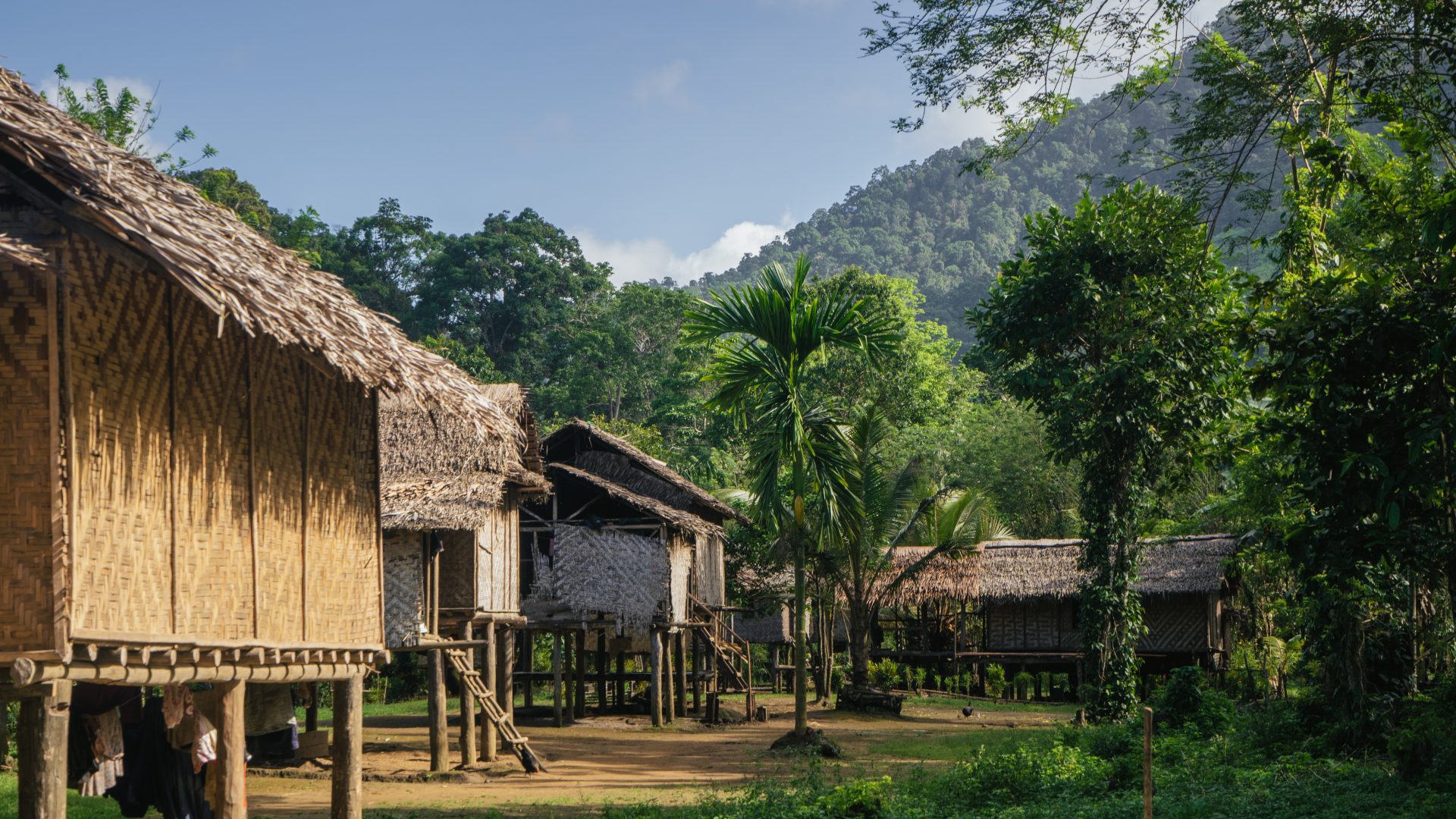 Houses constructed wood with sago palm rooves surrounded by forest.