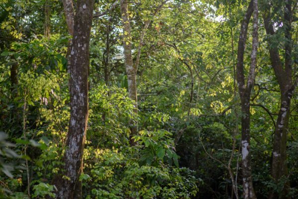 Rainforest PNG