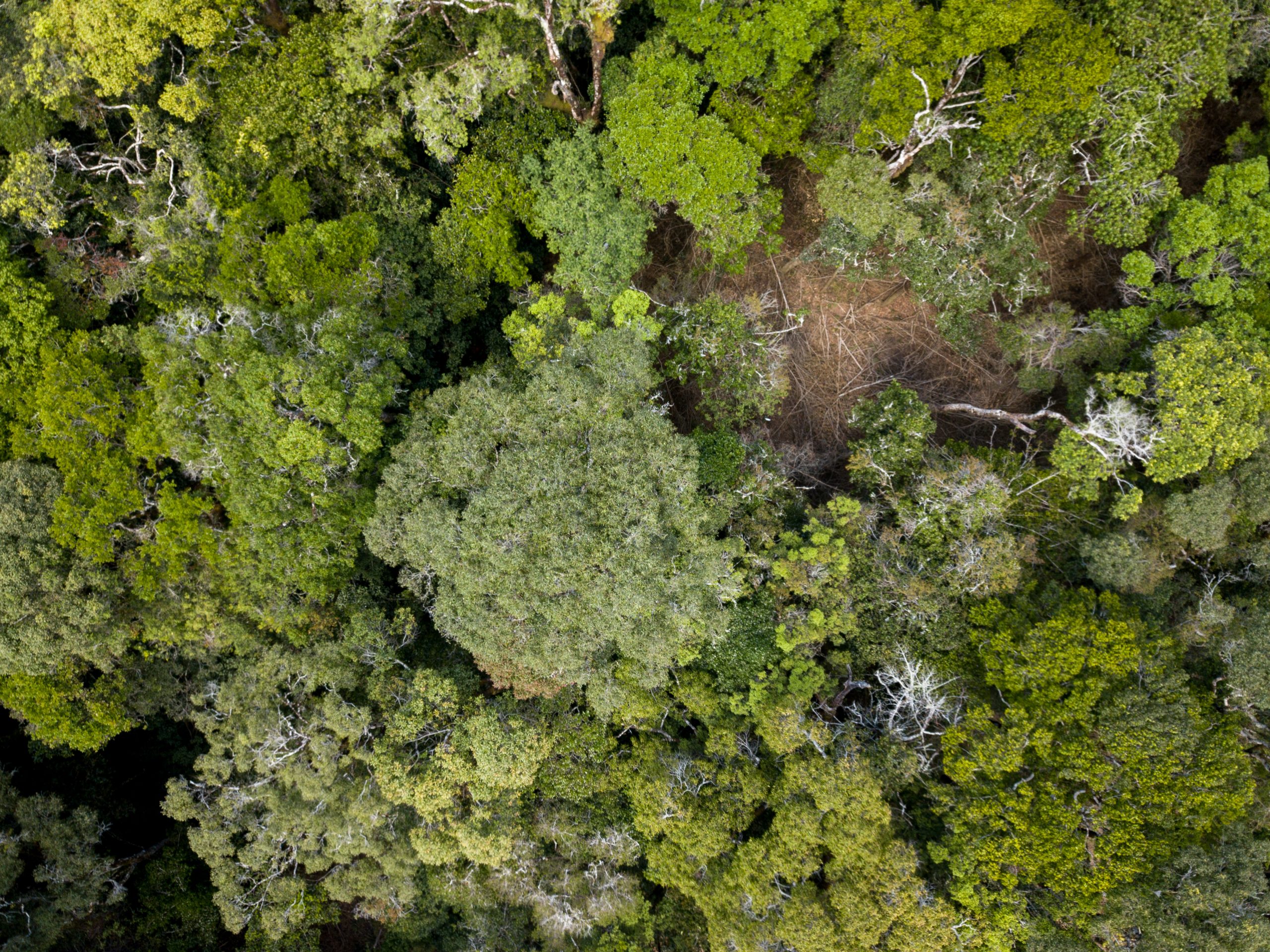 Aerial view of rainforest in Mozambique.
