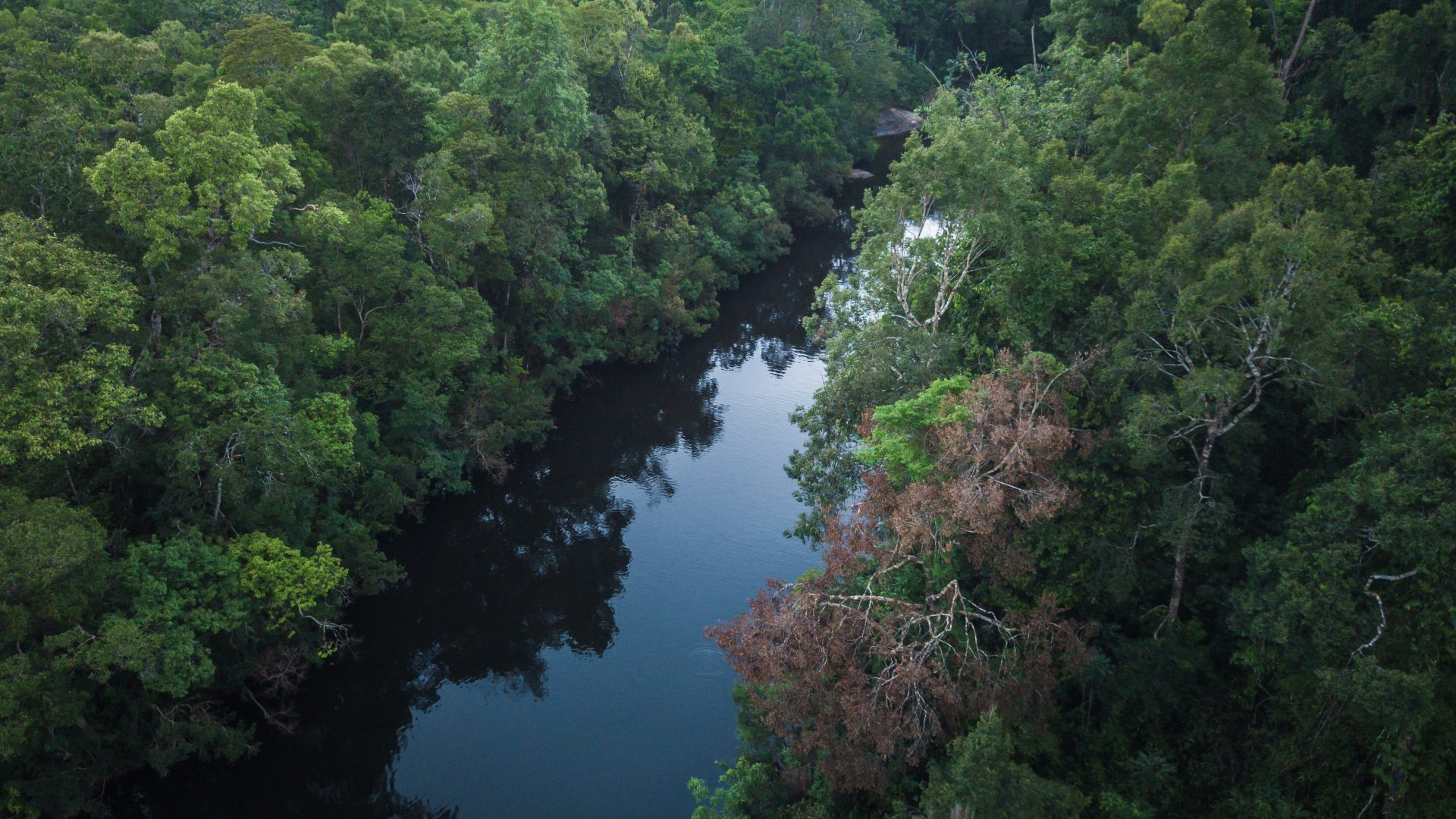 An aeral image taken at a low angle of a river through lush tropical rainforest.