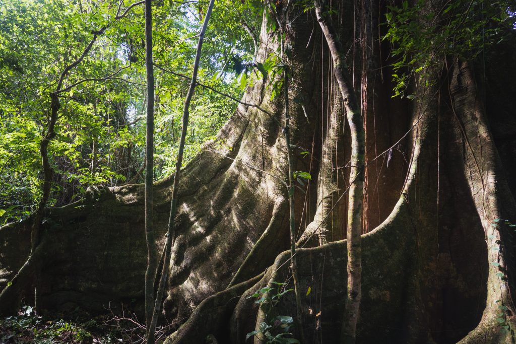 Buttress roots of a large tree deep in the forest.