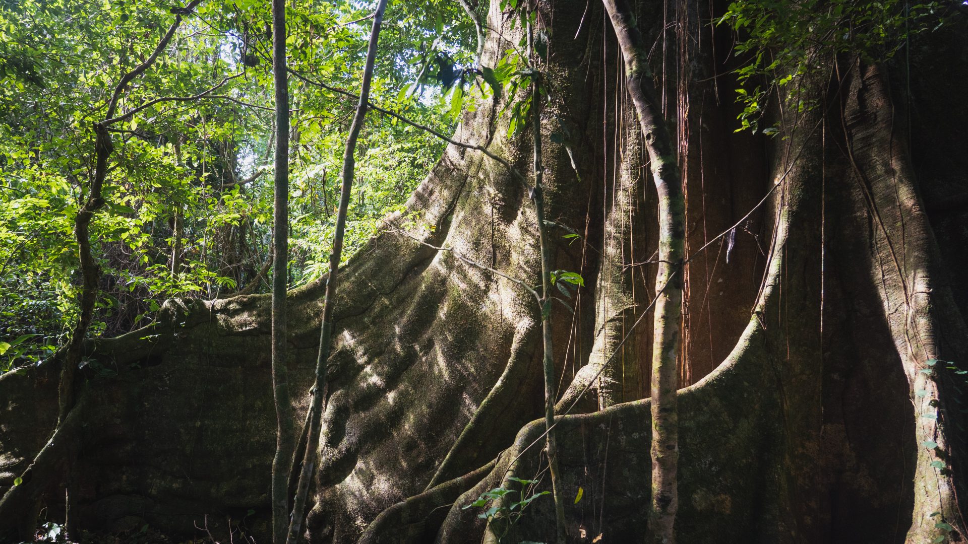 Racines de contrefort d'un grand arbre au fond de la forêt.