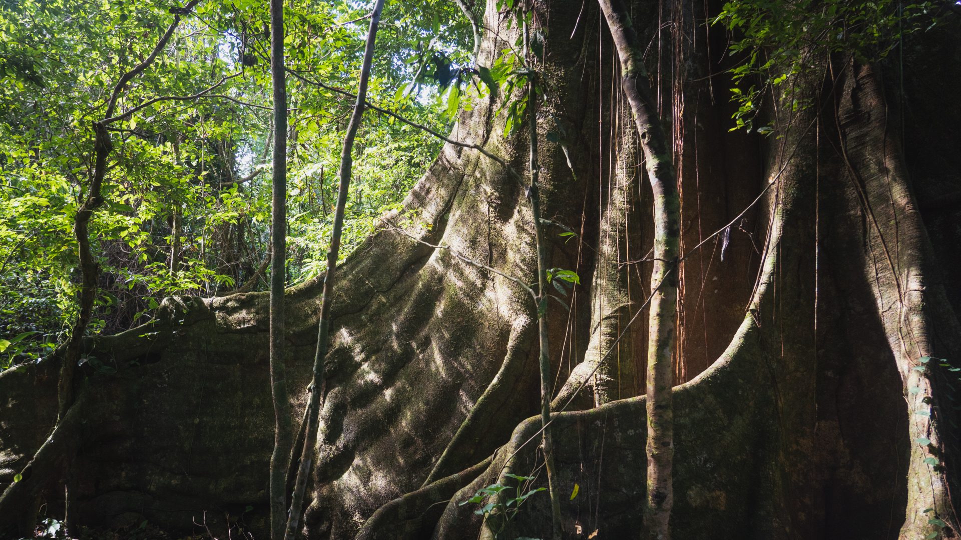 Buttress roots of a large tree deep in the forest.