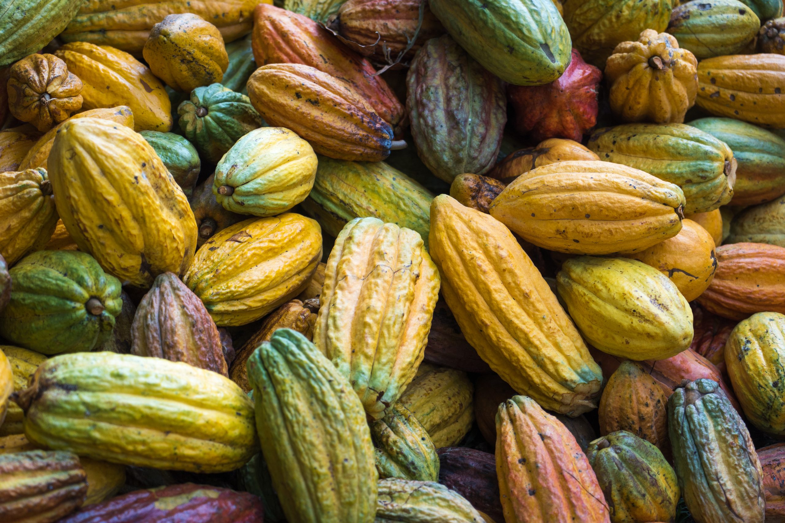 A pile of freshly harvested cacao pods.