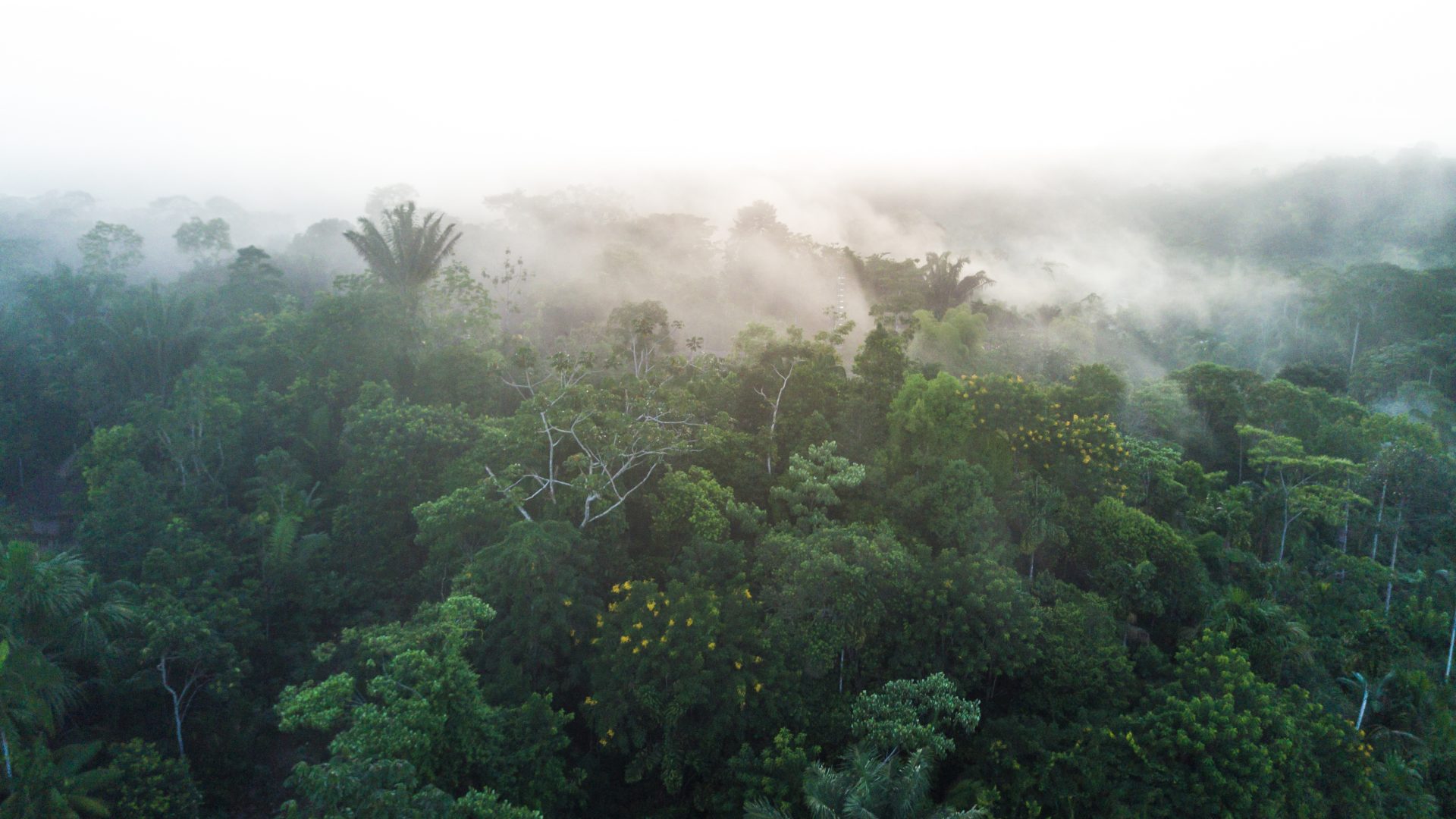 Urakuza Forest Aerial, mist rises out of the forest