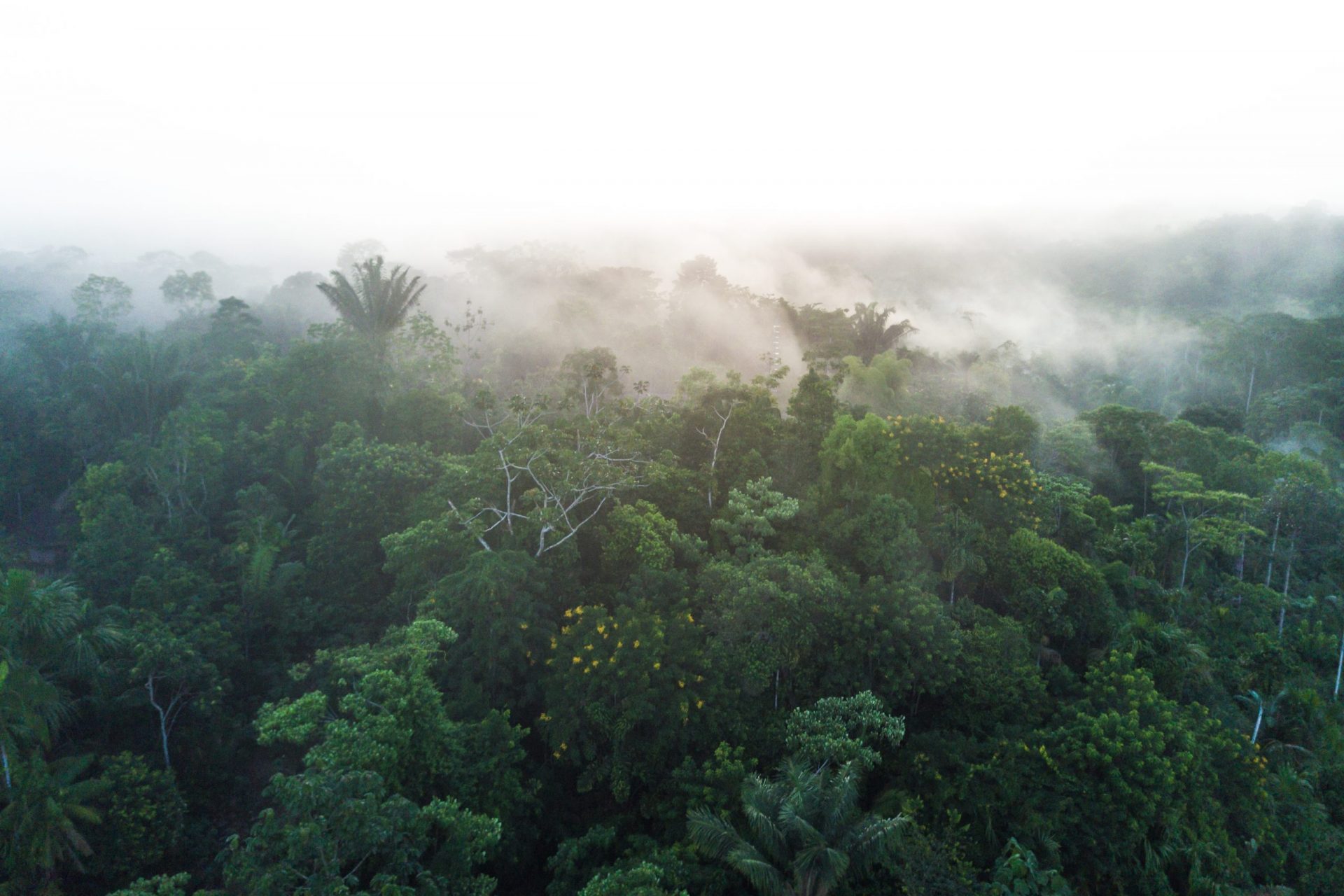 Urakuza Forest Aerial, mist rises out of the forest