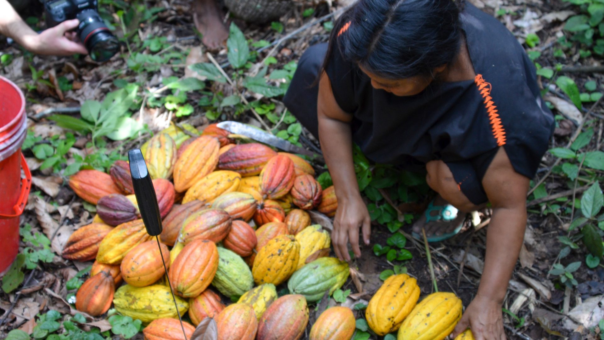 Mariá harvests cacao pods, the raw ingredients for chocolate.