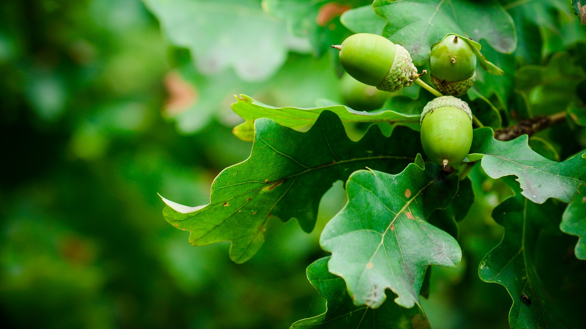 Closeup of some acorn and oak leaves on a branch.