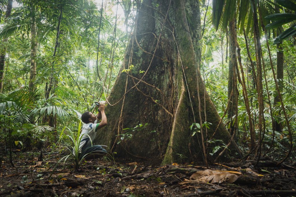 A man crouches at the foot of a tree in the rainforest, holding a gps device up to the canopy above. 