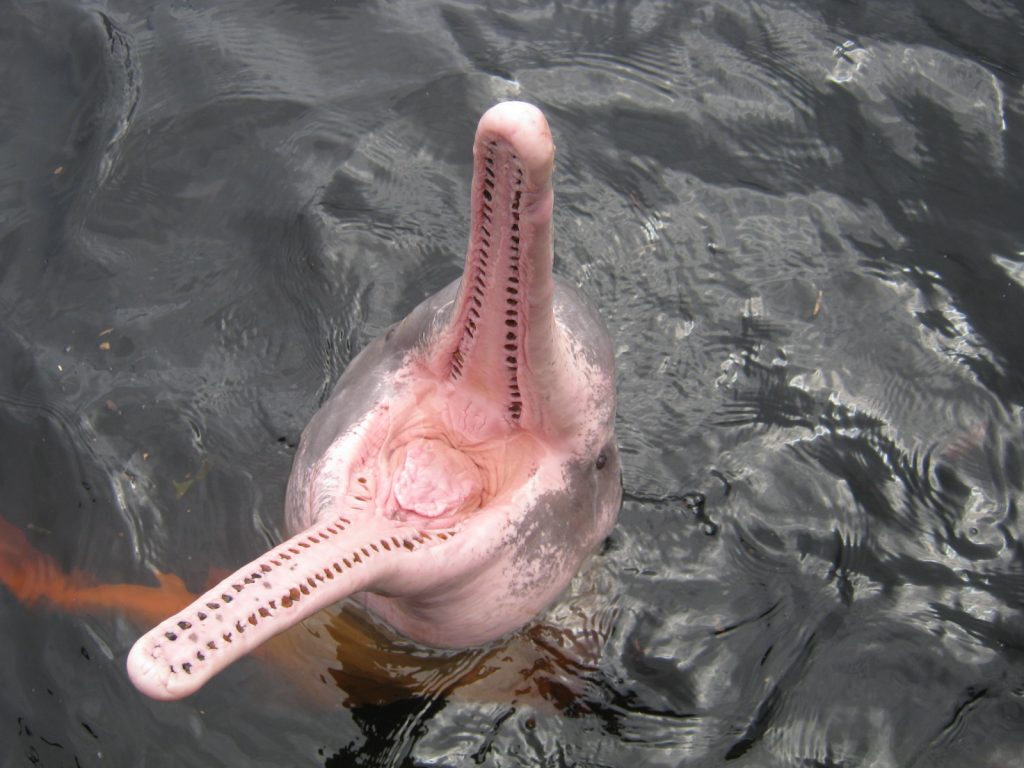 Amazon River Dolphin opens its mouth.