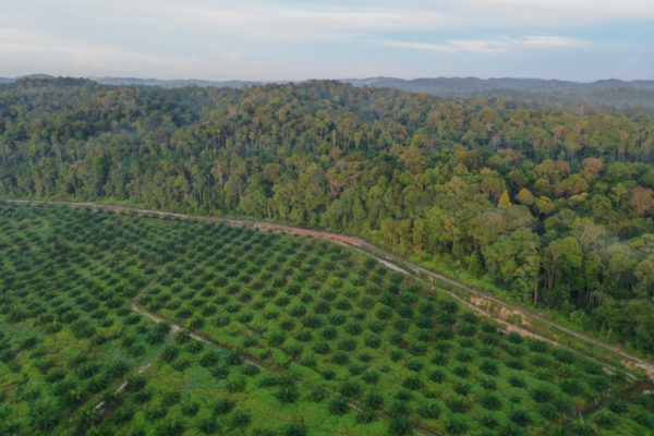 Aerial Forest Shot