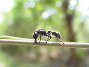 The bullet ant inhabits humid lowland rainforests in Central and South America